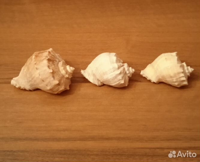 Ракушки для аквариума
