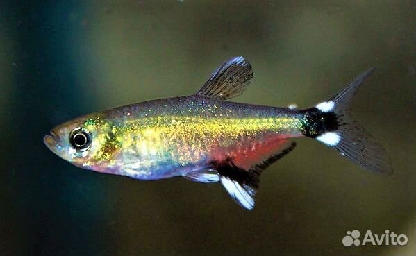 Афиохаракс Наттерера (Aphyocharax nattereri)