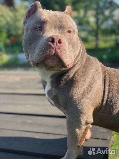 Предлагается для вязки, молодой кобель