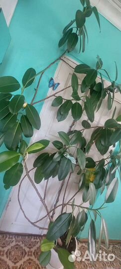 Фикус огромный
