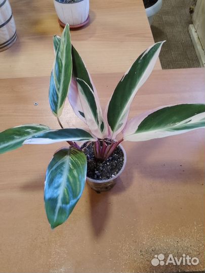 Калатеи, строманта