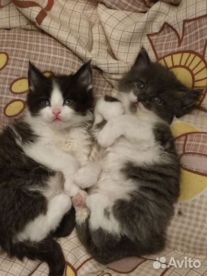 Котята мейн-кун