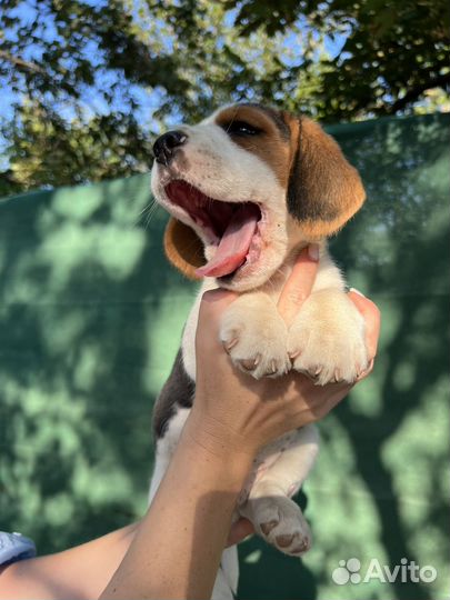 Щенок бигль девочка