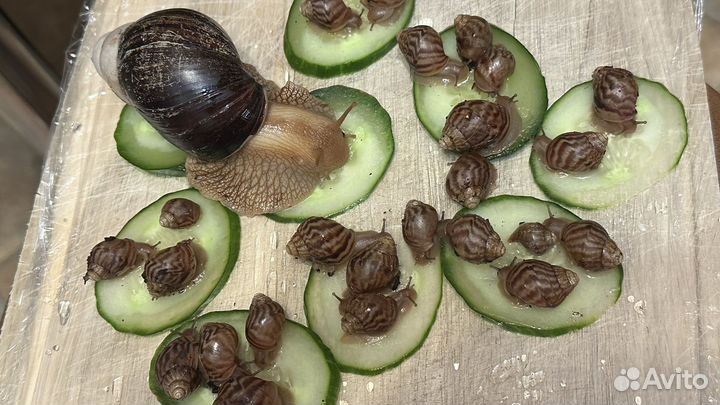 Улитки ахатины