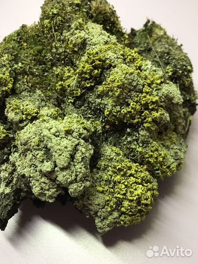 Кора с мхом