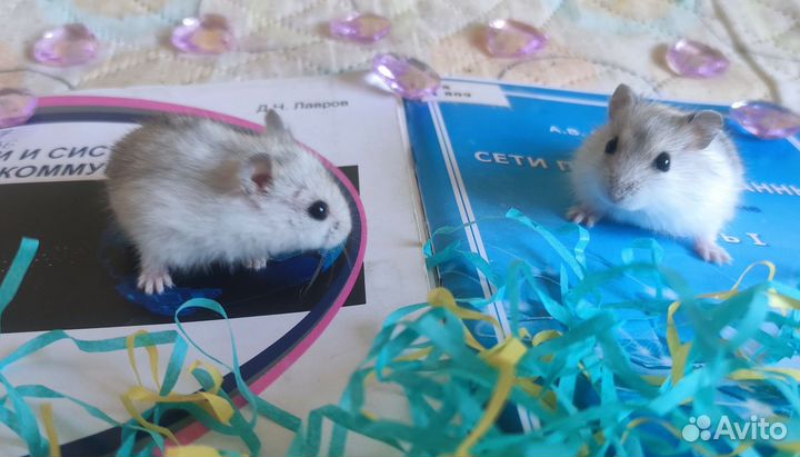 Джунгарский хомяк, детки