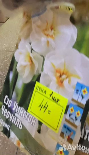 Луковицы нарциссов