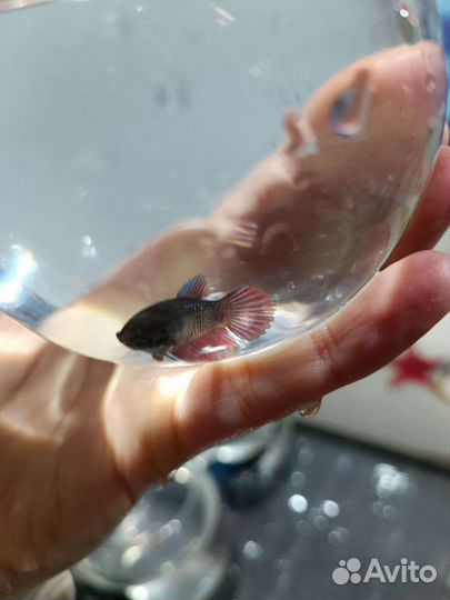 Самка Вуалевого петушка