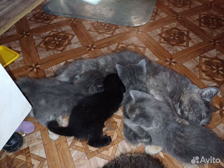 Котята