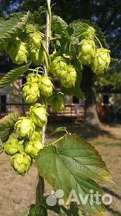 Хмель садовый саженцы