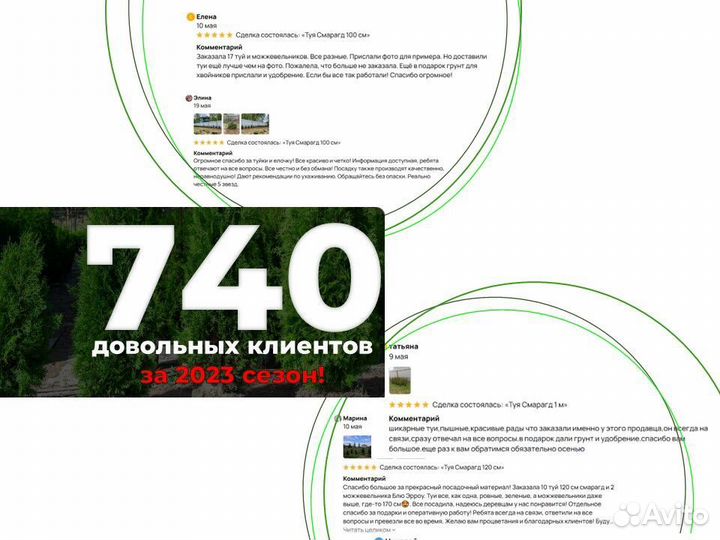 Туи 180 см