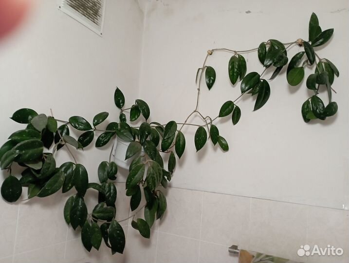 Хойя Карноза