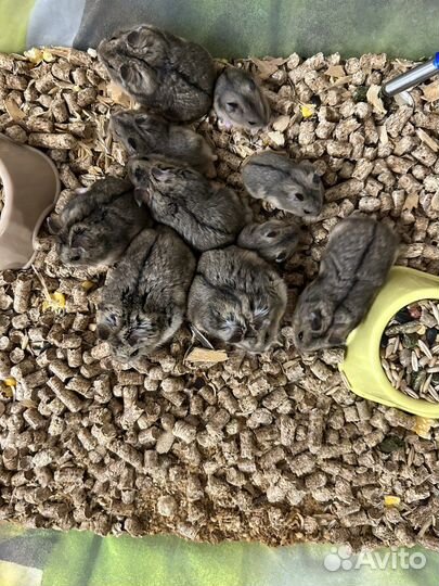 Джунгарские хомячки