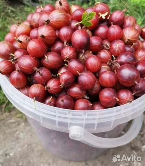 Крыжовник домашний