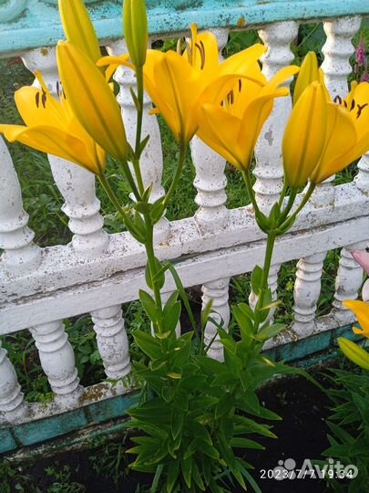 Лиии азиатские