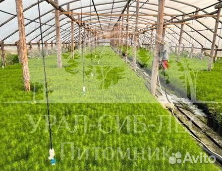 Сеянцы на лесовосстановление Ель Голубая зкс