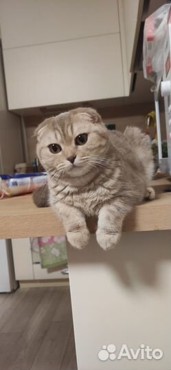 Шотландская кошка