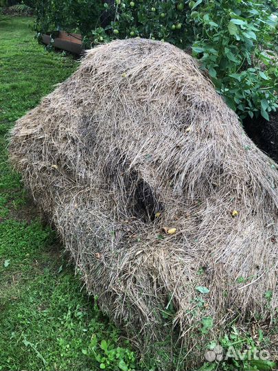 Сено солома