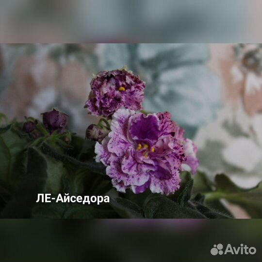 Сортовые фиалки