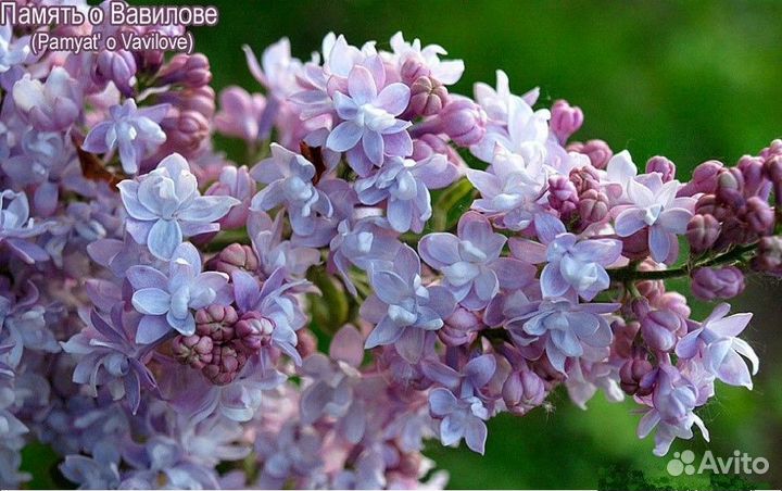 Саженцы для сада