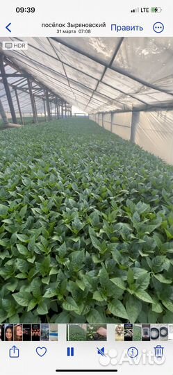 Острый перец шакира F1