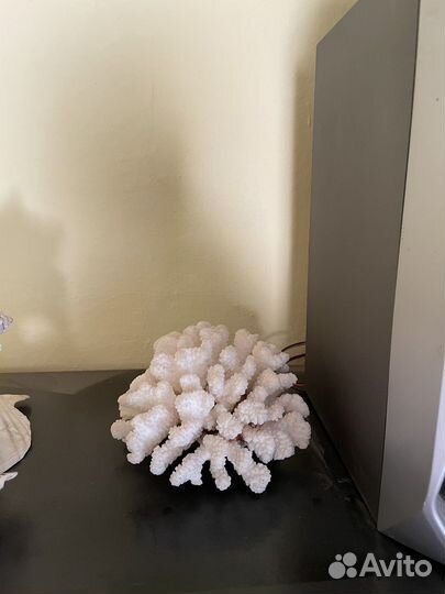 Морские ракушки и кораллы