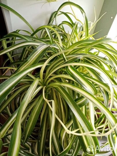 Хлорофитумы Бони кудрявый, хохлатый, капский