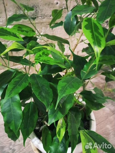 Фикус бенджамина