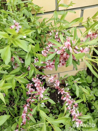 Миндаль кустарник