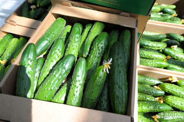 Лотки для овощей розница/опт