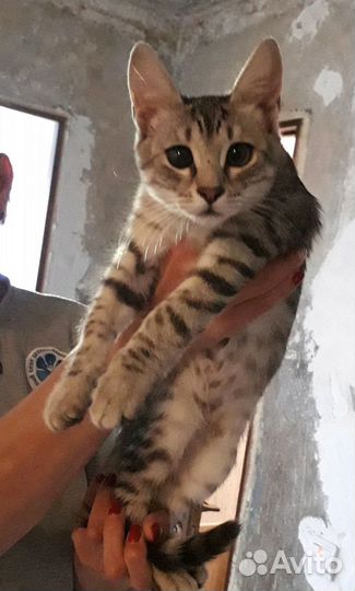 Озорной котёнок