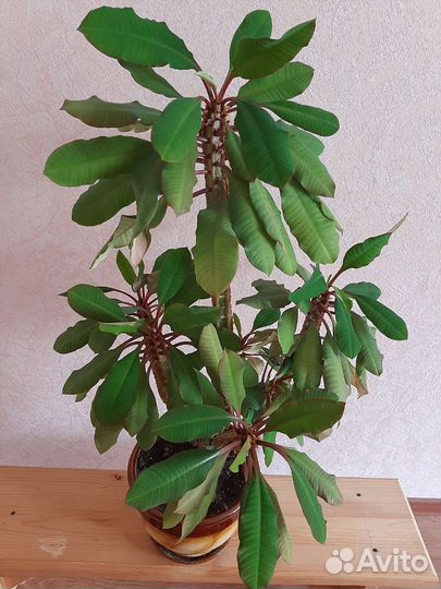 Цветы молочая