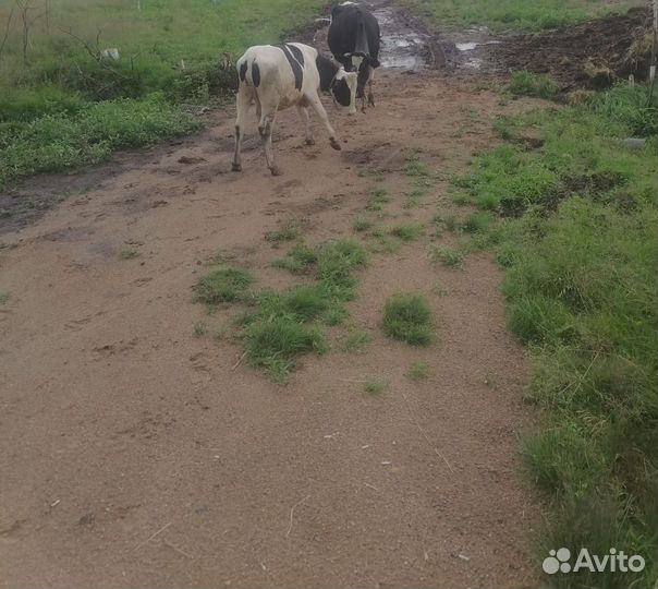 Продается телка и корова