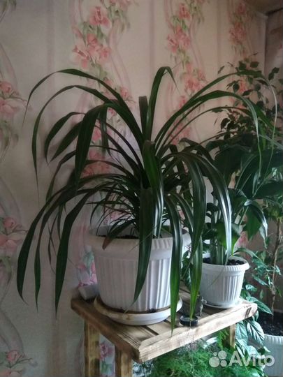 Пальма панданус