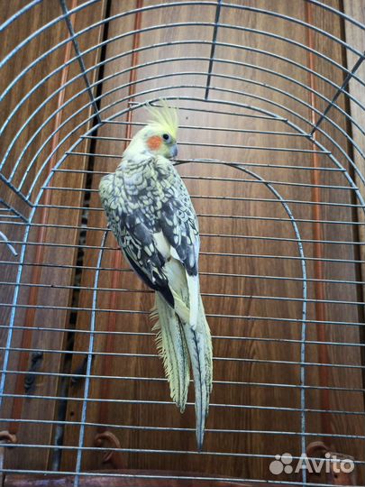 Попугай корелла птенец