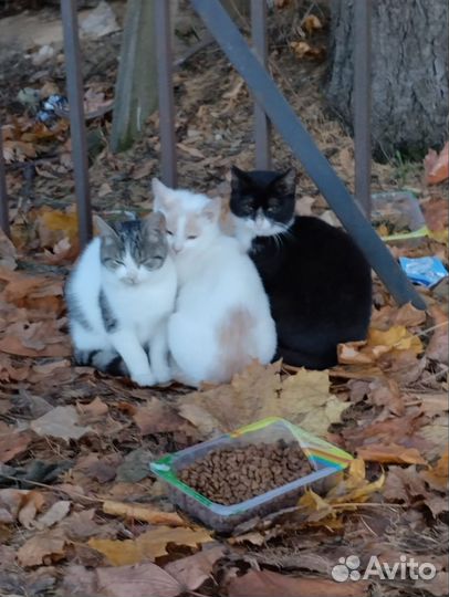 Котятки в дар