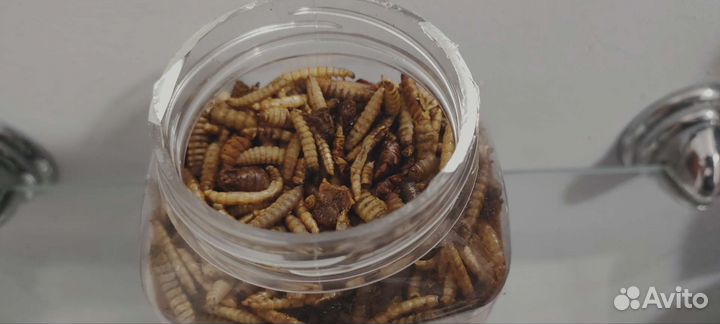 Насекомые для грызунов