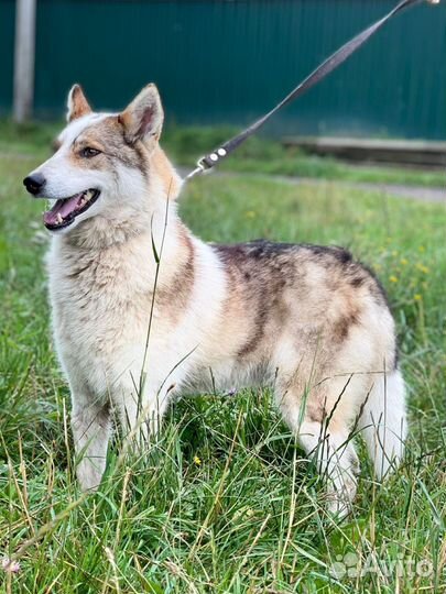 Лайка в дар