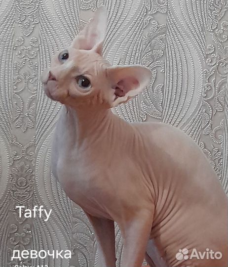 Канадский сфинкс