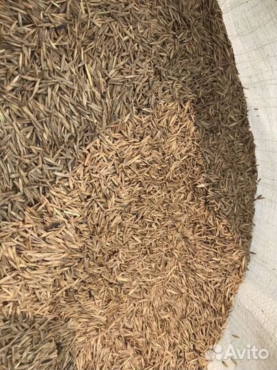 Газон озеленитель, семена газона