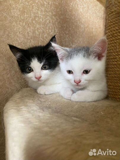 Ласковый котенок девочка в добрые руки