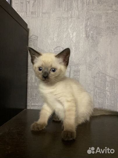 Сиамский котик