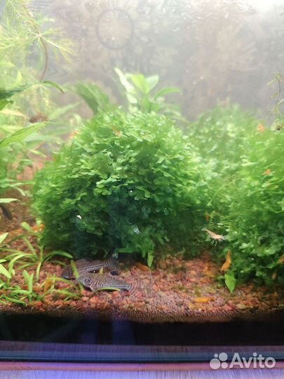 Украшение для аквариума кочка из ламориопсиса