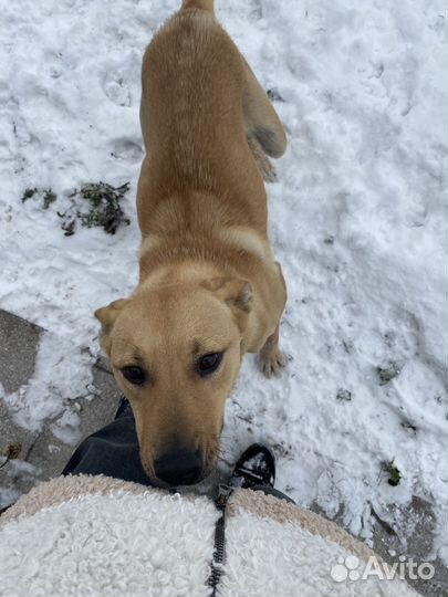 Собака в добрые руки