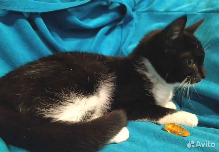 Милаш- маленький черный мальчик 2 мес. в дар