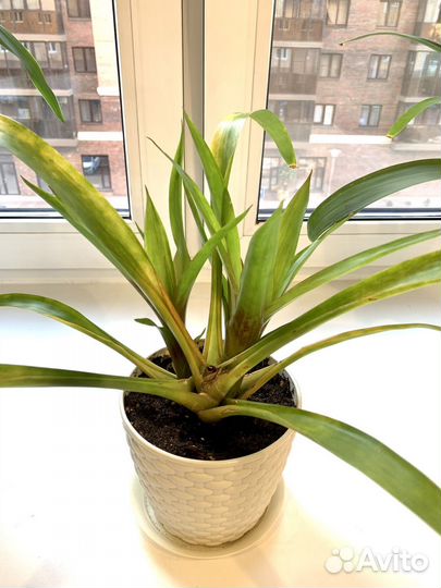 Алоэ, гузмания, юкка, кроссандра, глоксиния