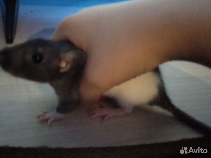 Декоративная крыса дамбо