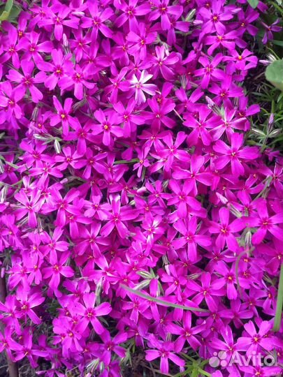 Флокс шиловидный,барвинок