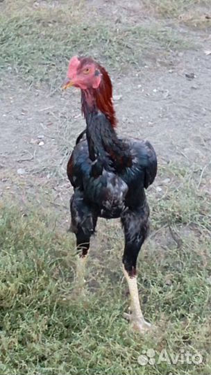 Бойцовые петухи