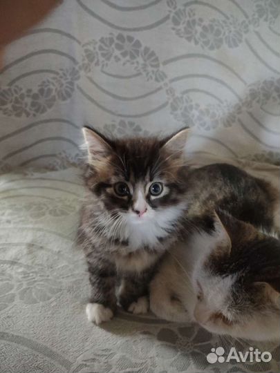 Отдам котят в добрые руки
